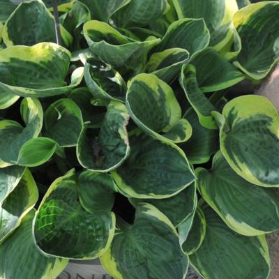 Hosta 'Lakeside Circle O'